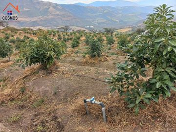 Propiedad de venta en Urcuqui sector Tumbabiro, 5,5 hectáreas