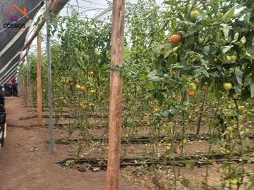 Propiedad de venta en Urcuqui sector Tumbabiro, 5,5 hectáreas