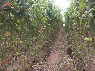 Propiedad de venta en Urcuqui sector Tumbabiro, 5,5 hectáreas