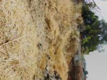 Terreno en renta y venta en la entrada deOaxtepec