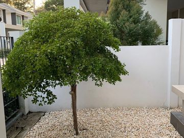 84997 - ขายพร้อมผู้เช่า บ้านแฝด สไตล์บ้านเดี่ยว หมู่บ้าน Life in the garden บ้านฉาง ติดถนนสุขุมวิท