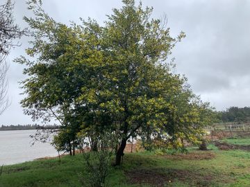 PARCELA CON CASA A ORILLA DE LAGO RAPEL