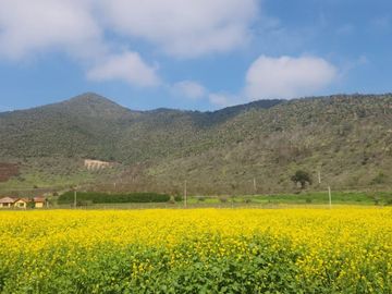 VENTA DE PARCELAS EN CONDOMINIO, SAN ANTONIO DE NALTAHUA, ISLA DE MAIPO, ROL PROPIO.