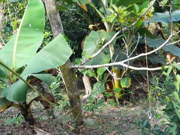 TE VENDO ESTE APARTAMENTO FINCA EN BARBOSA ANTIOQUIA.