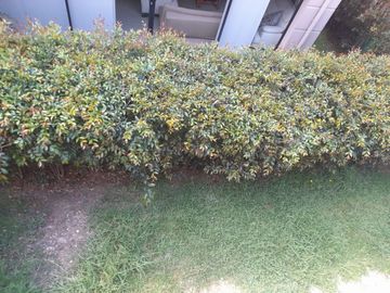 SE RENTA CASA, RIONEGRO,PIETRASANTA CAMPESTRE PH