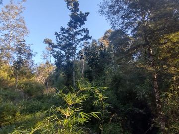 Parcela 5000m2 Valdivia El Rebellín c/Rol propio