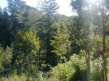 Parcela 5000m2 Valdivia El Rebellín c/Rol propio