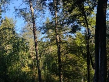 Parcela 5000m2 Valdivia El Rebellín c/Rol propio