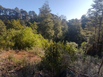 Parcela 5000m2 Valdivia El Rebellín c/Rol propio