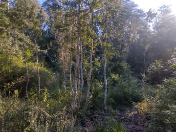 Parcela 5000m2 Valdivia El Rebellín c/Rol propio
