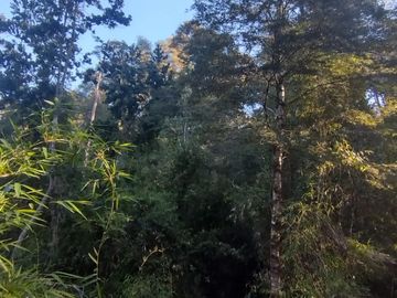 Parcela 5000m2 Valdivia El Rebellín c/Rol propio