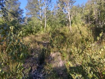 Parcela 5000m2 Valdivia El Rebellín c/Rol propio
