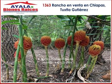 RANCHO EN VENTA EN CHIAPAS. NO DEJES IR ESTA OPORTUNIDAD!! $42,000,000