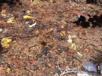 PARCELA DE 1 HECTÁREA EN SECTOR CASA BLANCA VALDIVIA