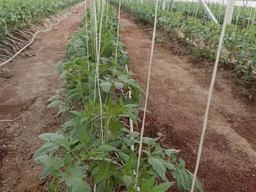 RANCHO 8.5 HECTAREAS AGRICOLAS CARRETERA DOLORES-SAN LUIS DE LA PAZ CON POZO, CONCESION DE AGUA