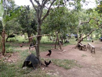 FOR SALE - Lot in Alaminos, Laguna