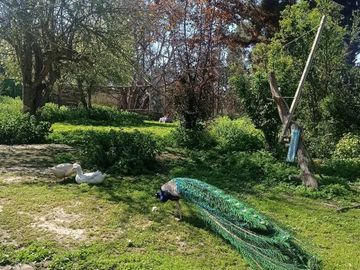 Granja El Membrillo