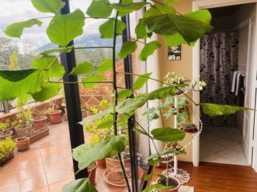 Lujoso Penthouse en venta 350m2C Sector Ordóñez Lasso