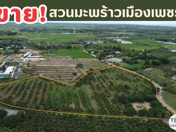 ขายที่ดินสวนมะพร้าว ใกล้ทะเลปึกเตียน เพียง 5 กม.