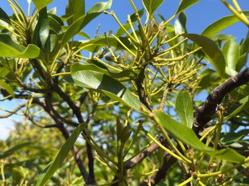 Petorca, parcela en producción de palta con abundante agua inscrita