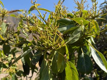 Petorca, parcela en producción de palta con abundante agua inscrita