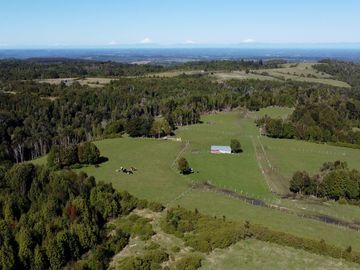 Campo en Fresia de 19,43 Hectáreas con Vivienda y Oportunidad Agrícola