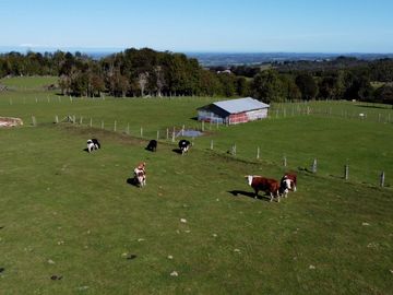 Campo en Fresia de 19,43 Hectáreas con Vivienda y Oportunidad Agrícola