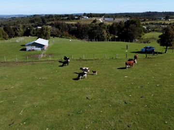 Campo en Fresia de 19,43 Hectáreas con Vivienda y Oportunidad Agrícola