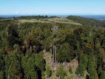 Campo en Fresia de 19,43 Hectáreas con Vivienda y Oportunidad Agrícola