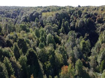Campo en Fresia de 19,43 Hectáreas con Vivienda y Oportunidad Agrícola