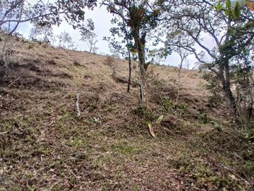 LOTE TOCOTA
