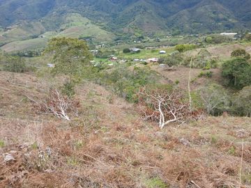 LOTE TOCOTA