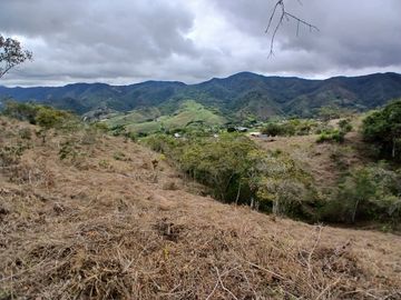 LOTE TOCOTA