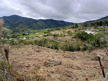 LOTE TOCOTA
