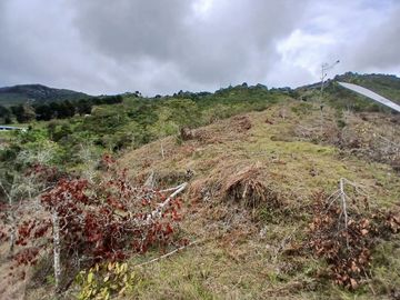 LOTE TOCOTA