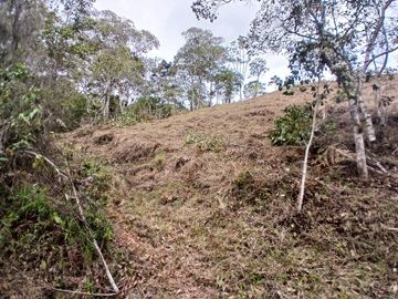 LOTE TOCOTA
