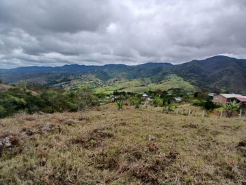 LOTE TOCOTA
