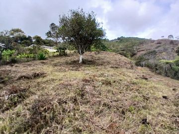 LOTE TOCOTA