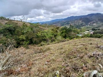 LOTE TOCOTA