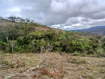 LOTE TOCOTA