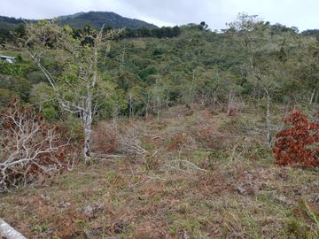 LOTE TOCOTA