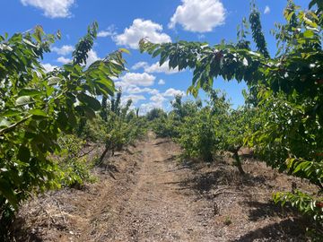 Venta linda parcela 2,6 ha. de cultivo árboles frutales en Malloa, Chillán