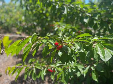 Venta linda parcela 2,6 ha. de cultivo árboles frutales en Malloa, Chillán