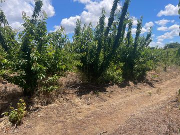 Venta linda parcela 2,6 ha. de cultivo árboles frutales en Malloa, Chillán
