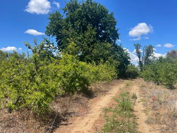 Venta linda parcela 2,6 ha. de cultivo árboles frutales en Malloa, Chillán