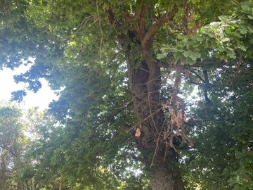 Venta linda parcela 2,6 ha. de cultivo árboles frutales en Malloa, Chillán