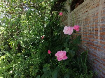 Venta linda parcela 2,6 ha. de cultivo árboles frutales en Malloa, Chillán