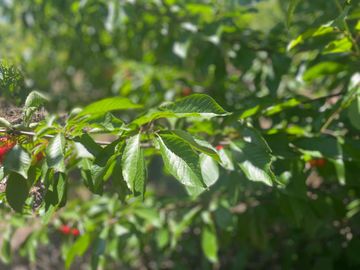 Venta linda parcela 2,6 ha. de cultivo árboles frutales en Malloa, Chillán
