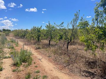 Venta linda parcela 2,6 ha. de cultivo árboles frutales en Malloa, Chillán