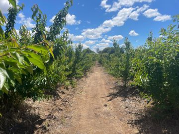 Venta linda parcela 2,6 ha. de cultivo árboles frutales en Malloa, Chillán